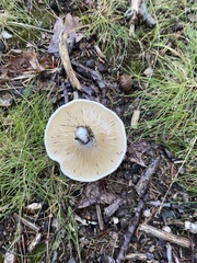 Lactifluus piperatus