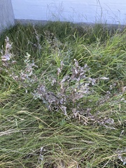 Odontites vulgaris