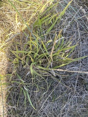 Bromus inermis