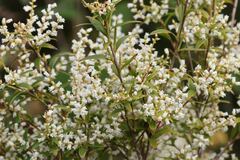 Ericaceae