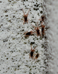Eupodidae