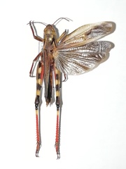 Arcyptera fusca