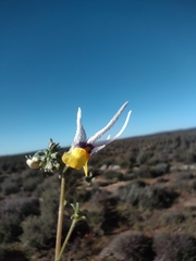 Nemesia cheiranthus