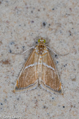 Abegesta