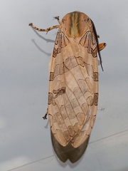 Halysidota