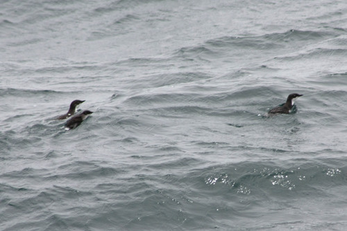 Synthliboramphus scrippsi