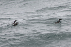 Synthliboramphus scrippsi