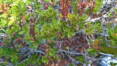 Rhododendron hirsutum
