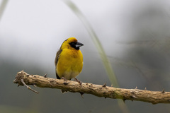 Pachyphantes superciliosus