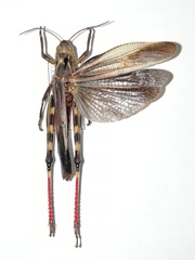 Arcyptera fusca