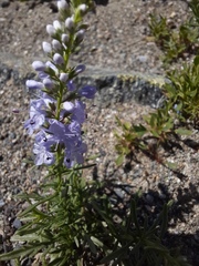 Veronica pinnata nana