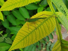 Phaneroptera nigroantennata