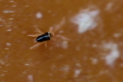 Eupodidae
