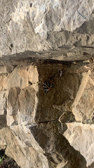 Euplagia quadripunctaria