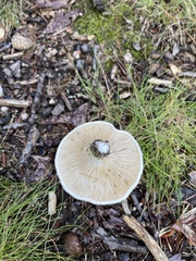 Lactifluus piperatus
