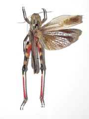 Arcyptera fusca