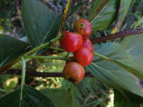Aria hibernica