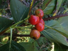 Aria hibernica