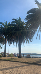 Phoenix canariensis
