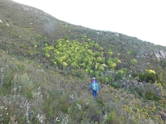 Leucadendron microcephalum