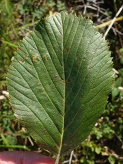 Jamie O'Neill, CC BY, iNaturalist via GBIF Aria hibernica, photograph Jamie O'Neill, CC BY, iNaturalist via GBIF