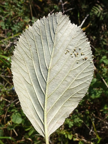 Aria hibernica, photograph 2