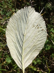 Jamie O'Neill, CC BY, iNaturalist via GBIF Aria hibernica, photograph Jamie O'Neill, CC BY, iNaturalist via GBIF