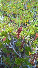 Rhododendron hirsutum