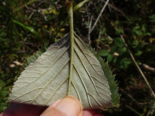 Aria hibernica, photograph 3