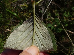 Jamie O'Neill, CC BY, iNaturalist via GBIF Aria hibernica, photograph Jamie O'Neill, CC BY, iNaturalist via GBIF