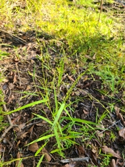 Kellochloa verrucosa