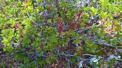 Rhododendron hirsutum