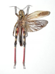 Arcyptera fusca