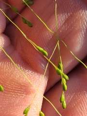 Kellochloa verrucosa