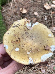 Russula fellea