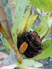 Leucadendron microcephalum
