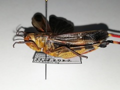Arcyptera fusca
