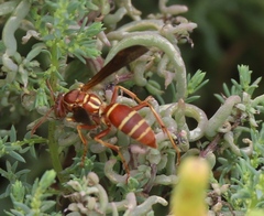 Polistes bellicosus