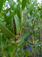 Leucadendron microcephalum
