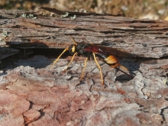 Urocerus gigas