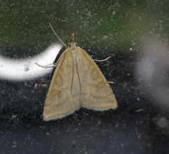 Udea lutealis