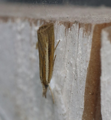 Agriphila selasella