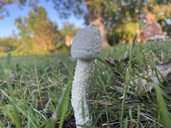Saproamanita