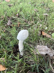 Saproamanita