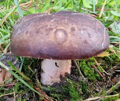 Russula torulosa
