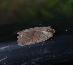 Protolampra sobrina