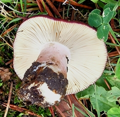 Russula torulosa