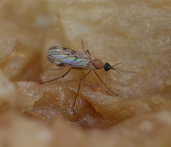Sylvicola