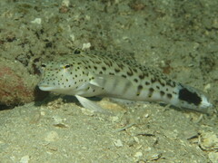 Parapercis hexophtalma