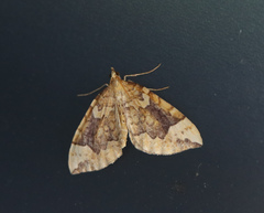 Eulithis populata